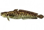 Mihaltul