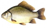 Carasul
