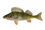 Bibanul