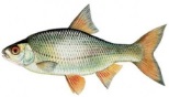Babusca