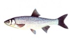 Cleanul