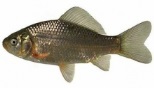 Caracuda