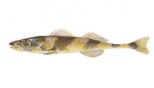 Fusarul