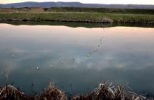 Pescaresc Bacau Balta Cleja
