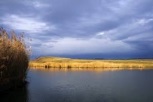 Pescaresc Marghita Balta Crocodyl Bihor