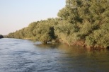 Pescaresc Balteni Balta Pescuit Balteni