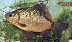 caracuda_400
