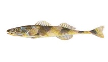 fusarul